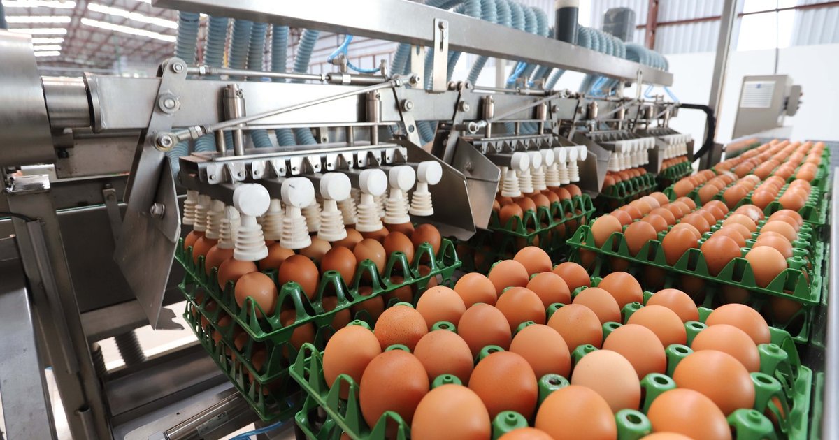 Capital do ovo ganha autorização para vender no Brasil inteiro