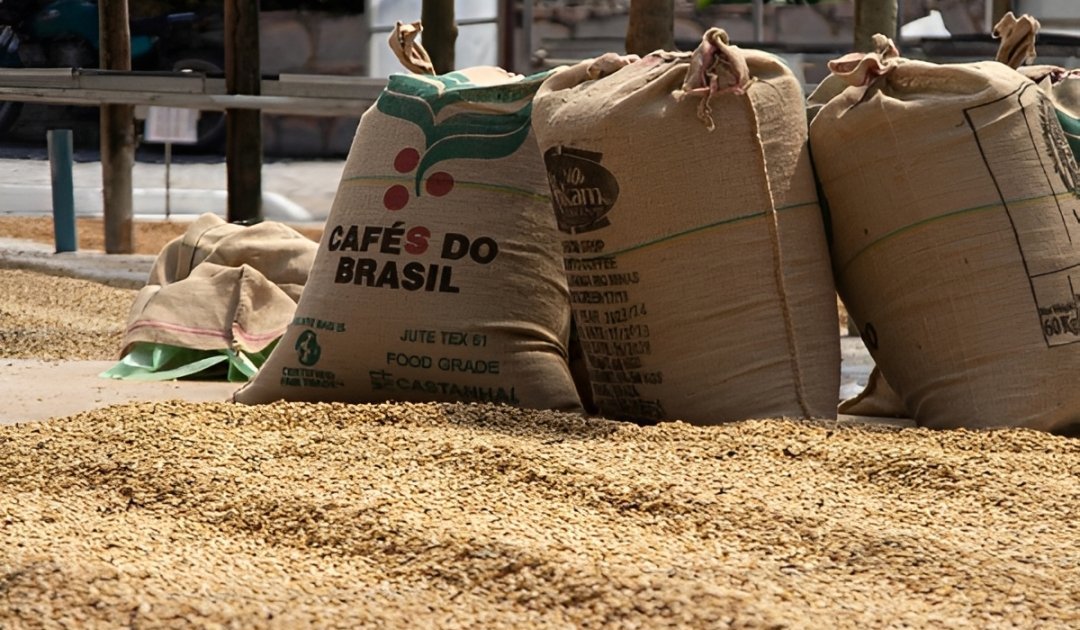 Boom de produtividade: como o ES produz 31% do café do Brasil com apenas 20% da área plantada