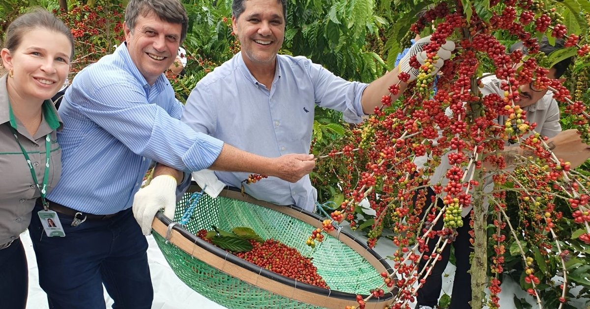 ES projeta safra de 14,8 milhões de sacas de conilon e reforça peso do café na economia capixaba
