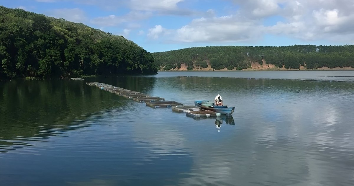 Tilápia capixaba salta de R$ 26 milhões para R$ 68 milhões e fortalece nova fronteira do agro no interior capixaba