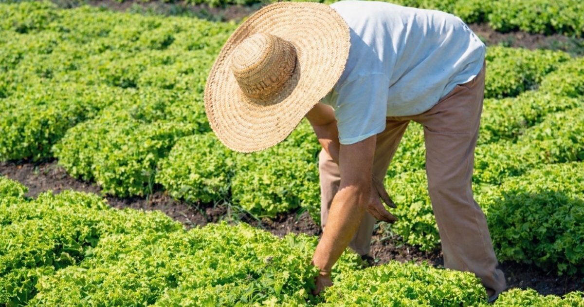 A vez das hortaliças: R$ 2,5 bilhões cultivados nas montanhas capixabas